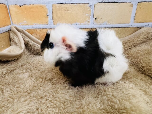 アビシニアンモルモット