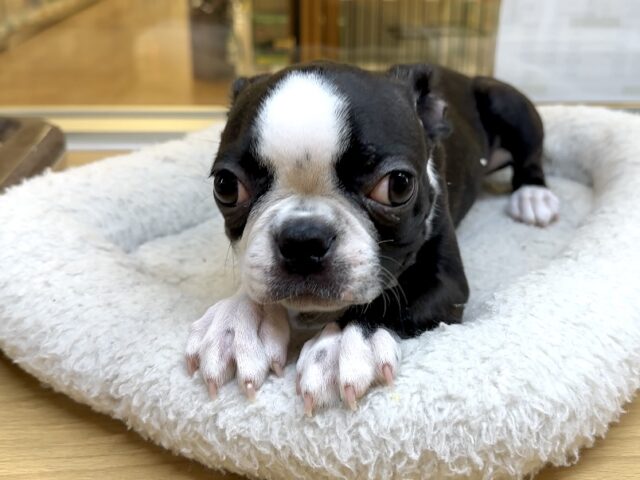 ムキムキ💪🏻♡ボストンテリア女の子 ボストンテリア