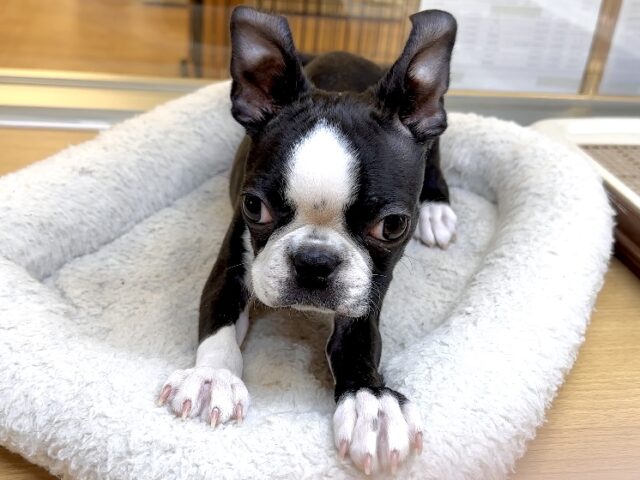 ムキムキ💪🏻♡ボストンテリア女の子 ボストンテリア