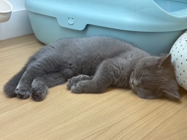 ブリティッシュショートヘア