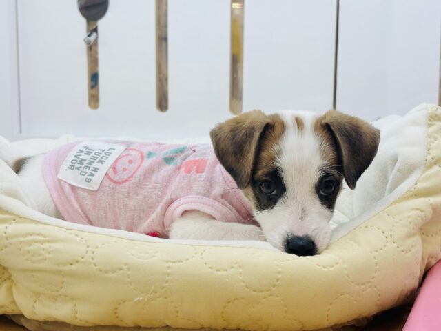 ジャックラッセルテリア