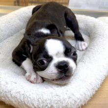 ムキムキ💪🏻♡ボストンテリア女の子