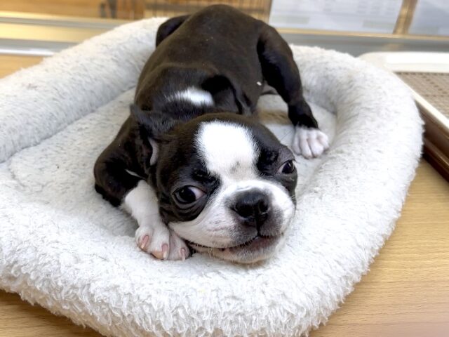 ムキムキ💪🏻♡ボストンテリア女の子 ボストンテリア