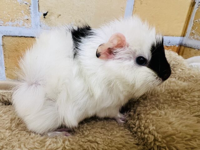 アビシニアンモルモット