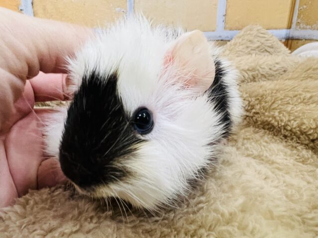 モーモー🐄牛柄🥛寝癖ぐりぐりのアビシニアンモルモットの女の子♡ アビシニアンモルモット