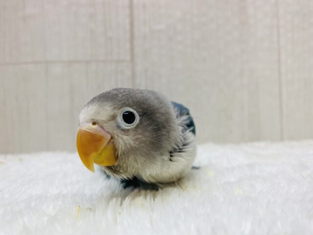 ブルーボタンインコ