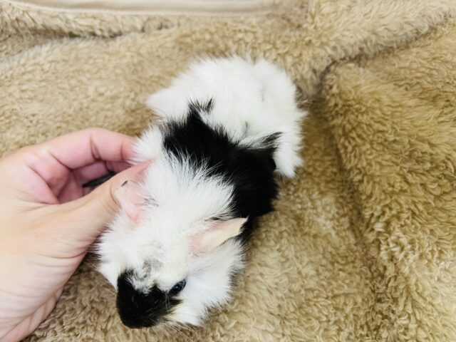 モーモー🐄牛柄🥛寝癖ぐりぐりのアビシニアンモルモットの女の子♡ アビシニアンモルモット