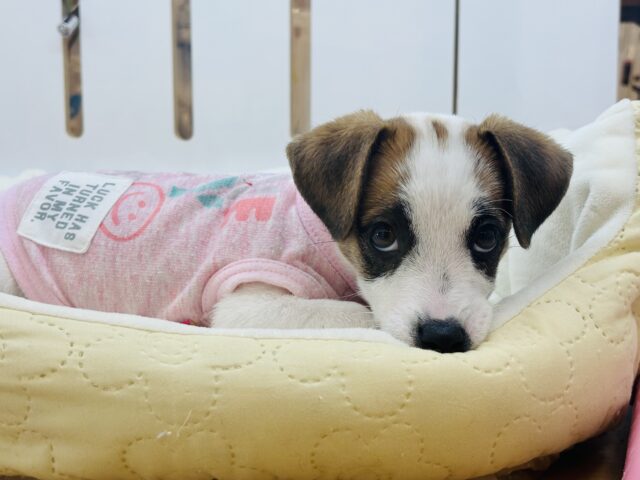 ジャックラッセルテリア