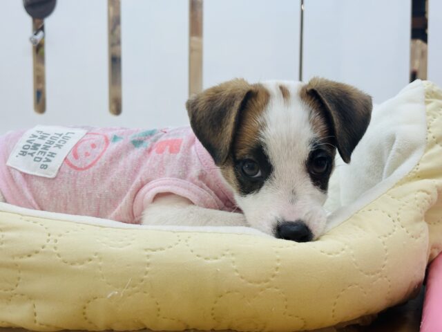 ジャックラッセルテリア