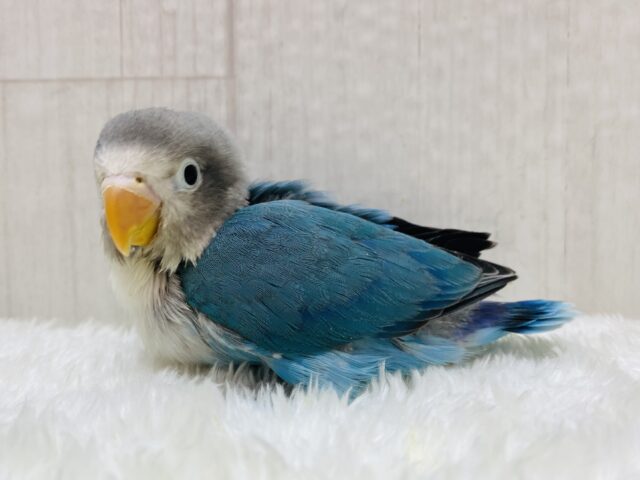 ブルーボタンインコ