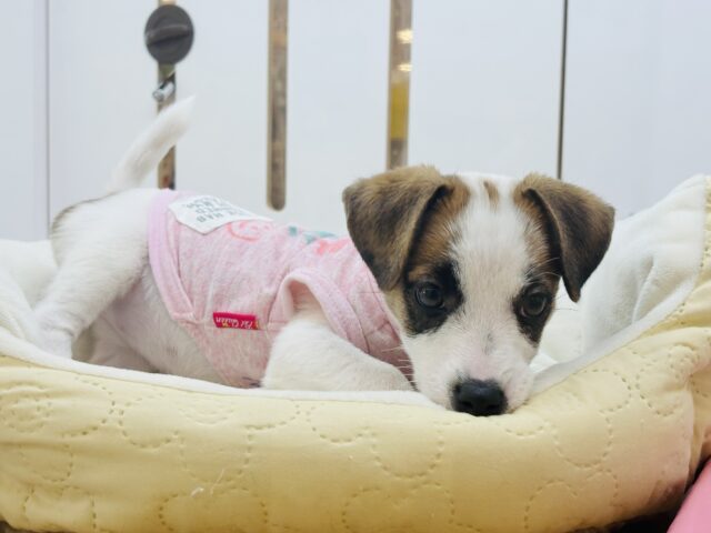 ジャックラッセルテリア