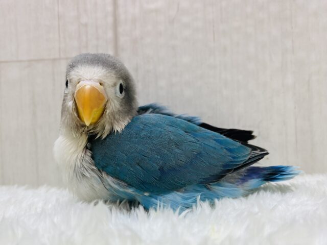 最新画像有ります❗️まるで冬仕様🤍🎀ﾜﾀﾜﾀ帽子のブルーボタンインコ⭐️