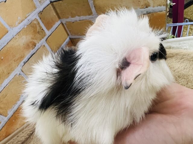 モーモー🐄牛柄🥛寝癖ぐりぐりのアビシニアンモルモットの女の子♡ アビシニアンモルモット