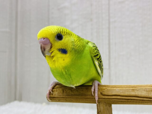 最新画像有ります⭐️セキセイインコと言えばこのカラーですよね‼️定番人気のオパーリン🌱