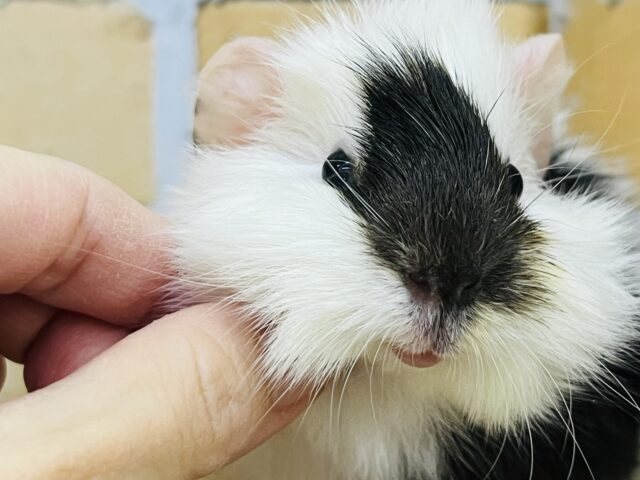 モーモー🐄牛柄🥛寝癖ぐりぐりのアビシニアンモルモットの女の子♡ アビシニアンモルモット