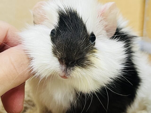 ﾓｰﾓｰ🐄牛柄🥛寝癖ぐりぐりのアビシニアンモルモットの女の子♡