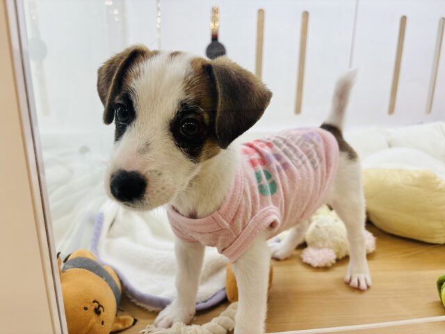 ジャックラッセルテリア