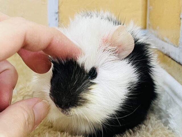 アビシニアンモルモット