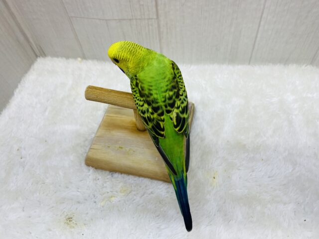 セキセイインコ