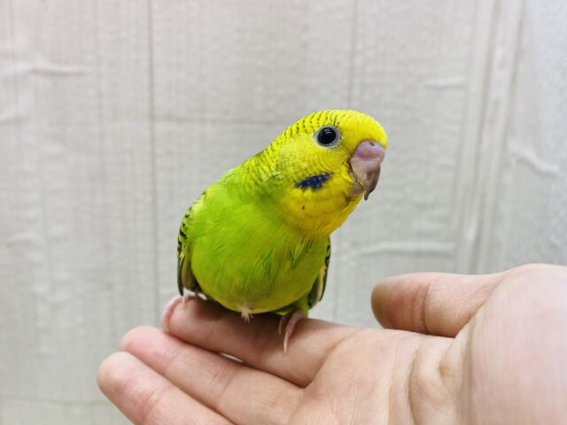 セキセイインコ