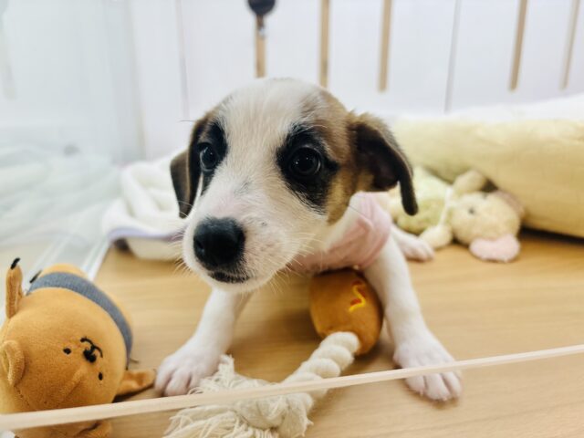 ジャックラッセルテリア