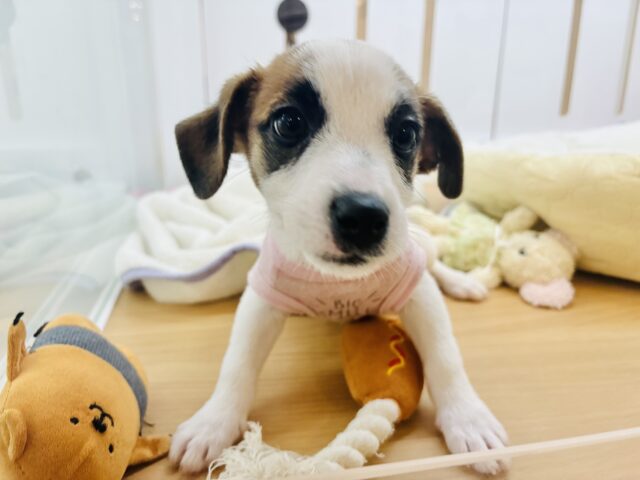 ジャックラッセルテリア