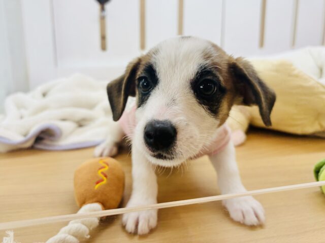 ジャックラッセルテリア