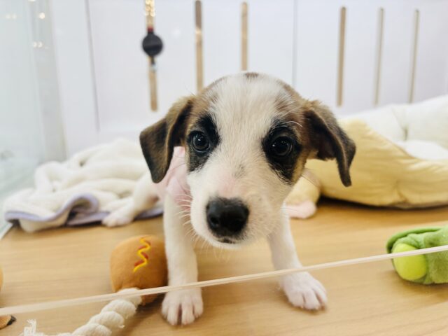 ジャックラッセルテリア