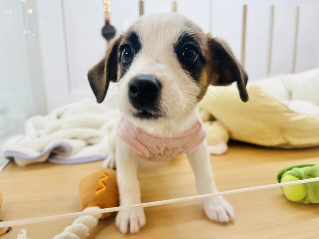 ジャックラッセルテリア