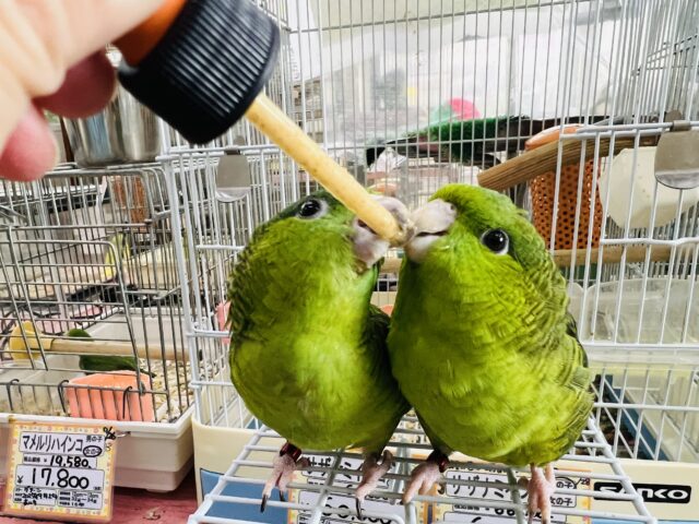 頼れる姉貴🎶むっちり緑ちゃん💚サザナミインコの女の子 サザナミインコ