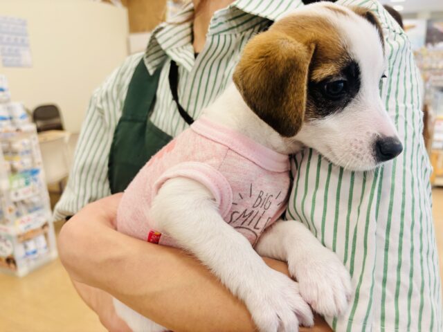 ジャックラッセルテリア