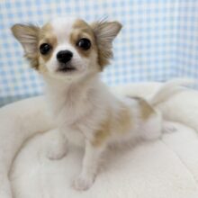 最新📷激かわ！ロングチワワの女の子❤︎