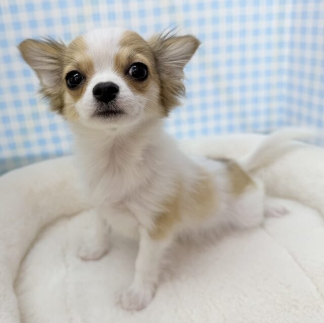 最新📷激かわ！ロングチワワの女の子❤︎