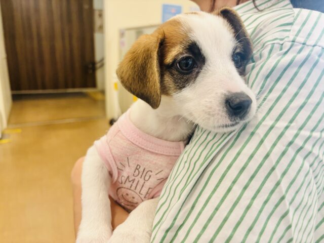 ジャックラッセルテリア