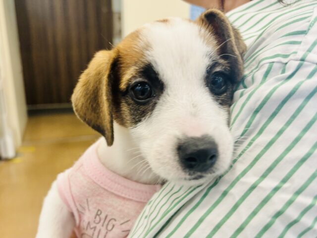 超ホヤホヤ最新画像✨み〜んな虜にしちゃうよ♡♡ジャックラッセルテリアちゃん！