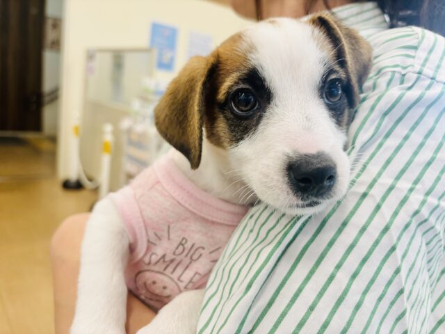 ジャックラッセルテリア