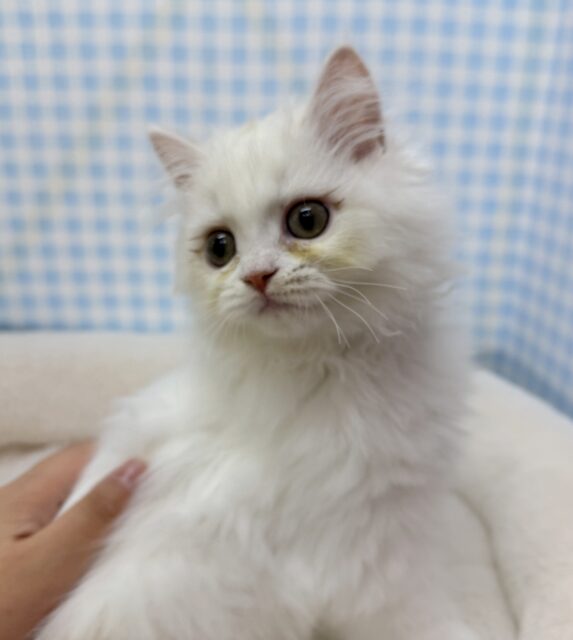 最新📷きゅんきゅんさせちゃう!ラガマフィンくん ラガマフィン