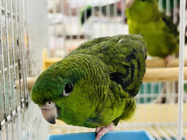 頼れる姉貴🎶むっちり緑ちゃん💚サザナミインコの女の子 サザナミインコ