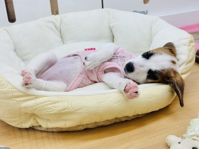 ジャックラッセルテリア