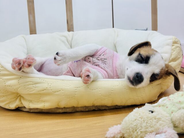 ジャックラッセルテリア