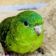 頼れる姉貴🎶むっちり緑ちゃん💚サザナミインコの女の子