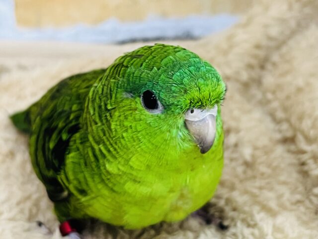 頼れる姉貴🎶むっちり緑ちゃん💚サザナミインコの女の子