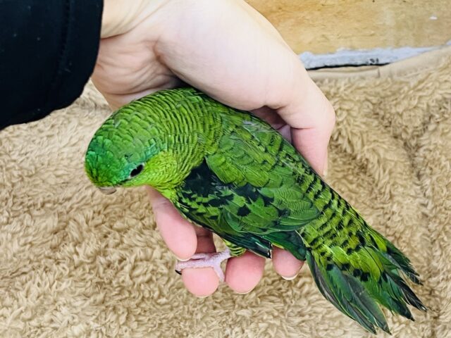 頼れる姉貴🎶むっちり緑ちゃん💚サザナミインコの女の子 サザナミインコ