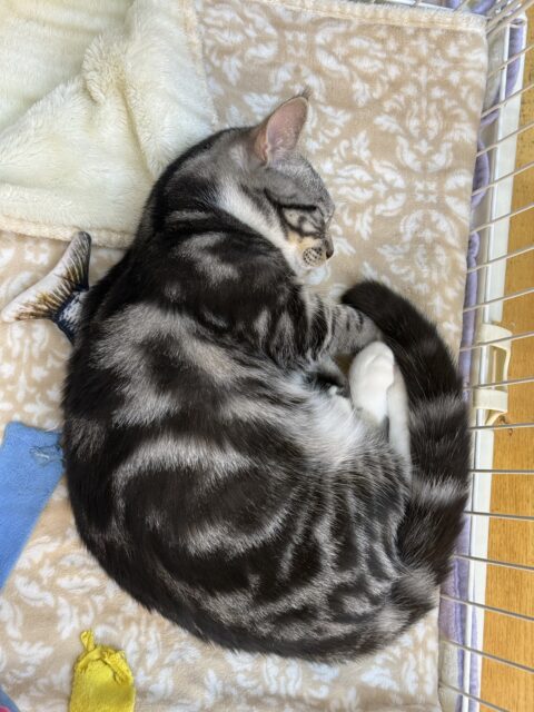 最新📷懐っこすぎてメロメロになっちゃう!マンチカン マンチカン