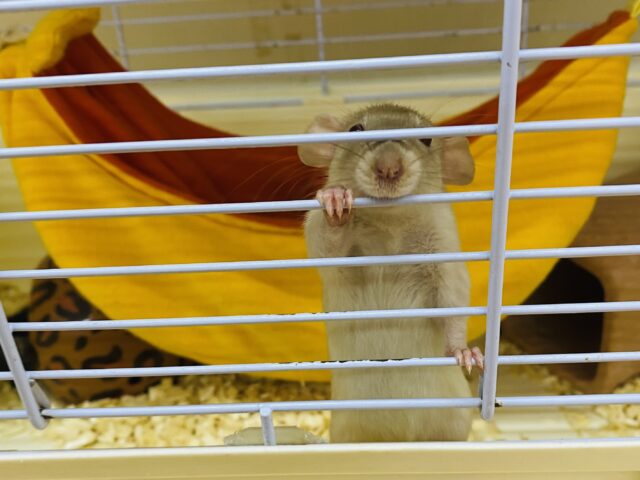 ファンシーラット