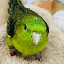 1人は嫌(;o;)寂しがりやのサザナミインコの男の子！