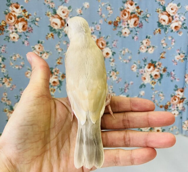 シナモン文鳥 / シルバー文鳥