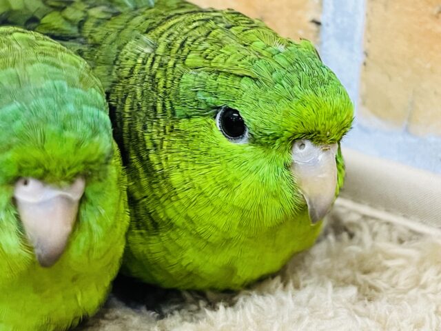 1人は嫌(;o;)寂しがりやのサザナミインコの男の子! サザナミインコ