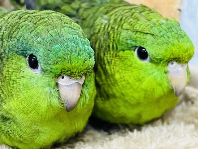 頼れる姉貴🎶むっちり緑ちゃん💚サザナミインコの女の子 サザナミインコ