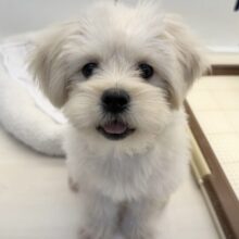 11/28最新📷どすこい体型のペキプーくん☺️